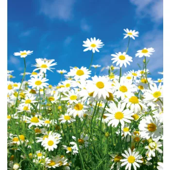 DAISIES fotótapéta, poszter, vlies alapanyag, 225x250 cm