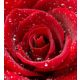 RED ROSE fotótapéta, poszter, vlies alapanyag, 225x250 cm