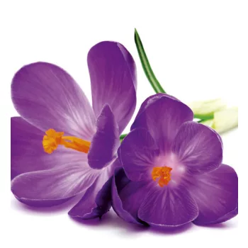 CROCUS fotótapéta, poszter, vlies alapanyag, 225x250 cm