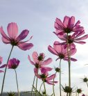 COSMOS FLOWERS fotótapéta, poszter, vlies alapanyag, 225x250 cm