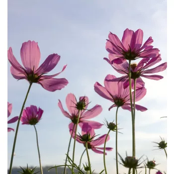   COSMOS FLOWERS fotótapéta, poszter, vlies alapanyag, 225x250 cm