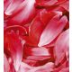 RED PETALS fotótapéta, poszter, vlies alapanyag, 225x250 cm