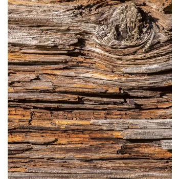 TREE BARK fotótapéta, poszter, vlies alapanyag, 225x250 cm