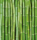 BAMBOO fotótapéta, poszter, vlies alapanyag, 225x250 cm