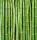 BAMBOO fotótapéta, poszter, vlies alapanyag, 225x250 cm