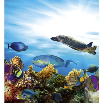 FISH fotótapéta, poszter, vlies alapanyag, 225x250 cm
