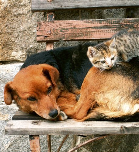 CAT AND DOG fotótapéta, poszter, vlies alapanyag, 225x250 cm