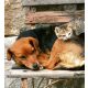 CAT AND DOG fotótapéta, poszter, vlies alapanyag, 225x250 cm