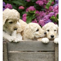   LABRADOR PUPPIES fotótapéta, poszter, vlies alapanyag, 225x250 cm