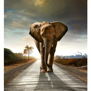   WALKING ELEPHANT fotótapéta, poszter, vlies alapanyag, 225x250 cm