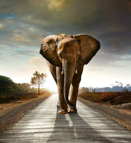WALKING ELEPHANT fotótapéta, poszter, vlies alapanyag, 225x250 cm