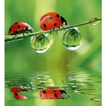 LADYBIRD fotótapéta, poszter, vlies alapanyag, 225x250 cm