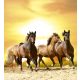 HORSES IN SUNSET fotótapéta, poszter, vlies alapanyag, 225x250 cm