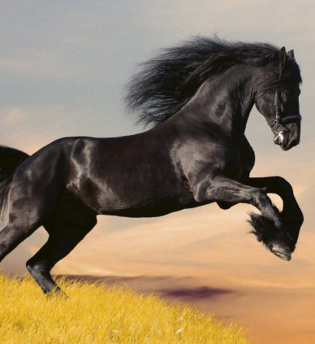 HORSE fotótapéta, poszter, vlies alapanyag, 225x250 cm