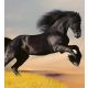 HORSE fotótapéta, poszter, vlies alapanyag, 225x250 cm