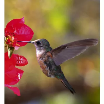   HUMMINGBIRD fotótapéta, poszter, vlies alapanyag, 225x250 cm