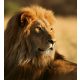 LION fotótapéta, poszter, vlies alapanyag, 225x250 cm