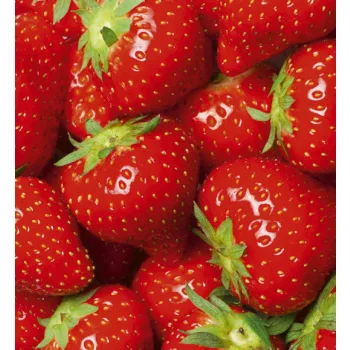   STRAWBERRY fotótapéta, poszter, vlies alapanyag, 225x250 cm