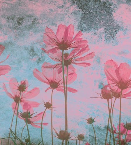 Rózsaszín virág fotótapéta, poszter, vlies alapanyag, 225x250 cm