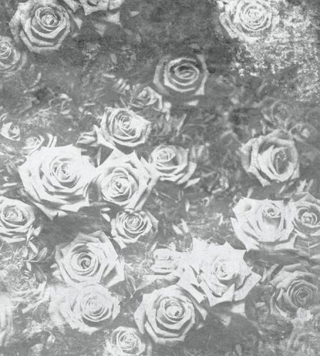 Rózsák fotótapéta, poszter, vlies alapanyag, 225x250 cm