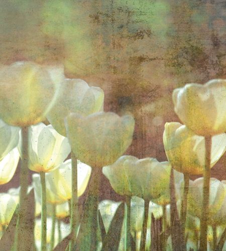 Fehér tulipánok fotótapéta, poszter, vlies alapanyag, 225x250 cm