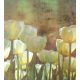 Fehér tulipánok fotótapéta, poszter, vlies alapanyag, 225x250 cm