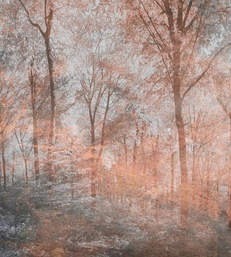 Színes erdő fotótapéta, poszter, vlies alapanyag, 225x250 cm