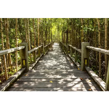   MANGROVE FOREST fotótapéta, poszter, vlies alapanyag, 375x250 cm