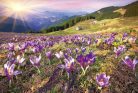 CROCUSES AT SPRING fotótapéta, poszter, vlies alapanyag, 375x250 cm