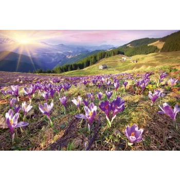   CROCUSES AT SPRING fotótapéta, poszter, vlies alapanyag, 375x250 cm