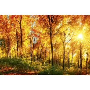   SUNY FOREST fotótapéta, poszter, vlies alapanyag, 375x250 cm