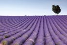 LAVENDER FIELD fotótapéta, poszter, vlies alapanyag, 375x250 cm