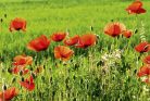 POPPY FIELD fotótapéta, poszter, vlies alapanyag, 375x250 cm