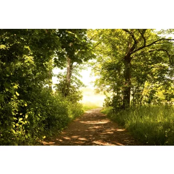   FOREST PATH fotótapéta, poszter, vlies alapanyag, 375x250 cm