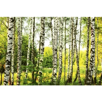   BIRCH FOREST fotótapéta, poszter, vlies alapanyag, 375x250 cm