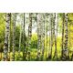 BIRCH FOREST fotótapéta, poszter, vlies alapanyag, 375x250 cm