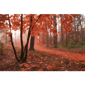   MISTY FOREST fotótapéta, poszter, vlies alapanyag, 375x250 cm