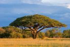 ACACIA TREE fotótapéta, poszter, vlies alapanyag, 375x250 cm