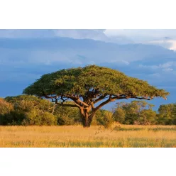   ACACIA TREE fotótapéta, poszter, vlies alapanyag, 375x250 cm