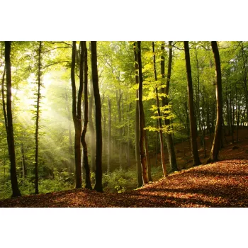 FOREST fotótapéta, poszter, vlies alapanyag, 375x250 cm
