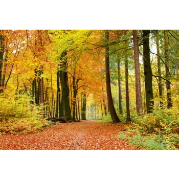   AUTUMN FOREST fotótapéta, poszter, vlies alapanyag, 375x250 cm