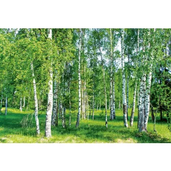   BIRCH GROW fotótapéta, poszter, vlies alapanyag, 375x250 cm