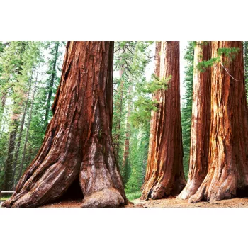 SEQUOIA fotótapéta, poszter, vlies alapanyag, 375x250 cm