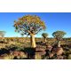 NAMIBIA fotótapéta, poszter, vlies alapanyag, 375x250 cm