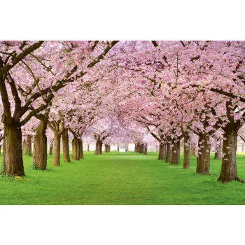   CHERRY TREES fotótapéta, poszter, vlies alapanyag, 375x250 cm