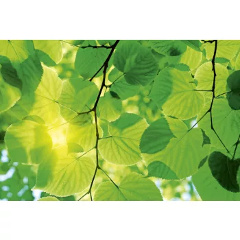   GREEN LEAVES fotótapéta, poszter, vlies alapanyag, 375x250 cm