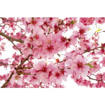   APPLE BLOSSOM fotótapéta, poszter, vlies alapanyag, 375x250 cm