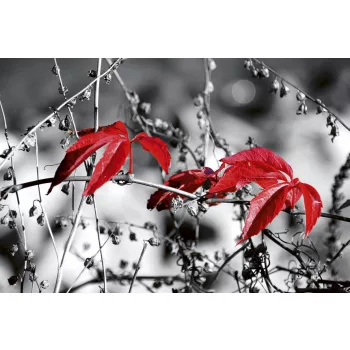   RED LEAVES ON BLACK fotótapéta, poszter, vlies alapanyag, 375x250 cm