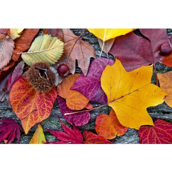   AUTUMN LEAVES fotótapéta, poszter, vlies alapanyag, 375x250 cm