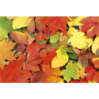   COLOURFUL LEAVES fotótapéta, poszter, vlies alapanyag, 375x250 cm